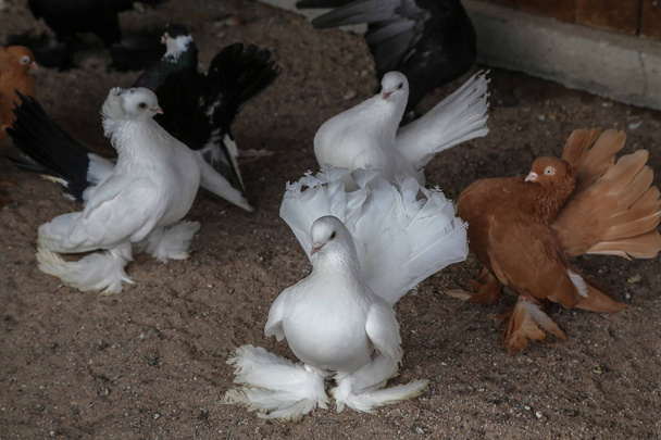 Farm. A ketrecben dekoratív galambok tenyésztése. - Fotó, kép