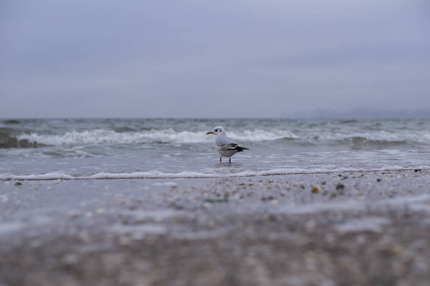 Гэннет в полёте над морем. Весеннее море с чайкой и волнами
 - Фото, изображение