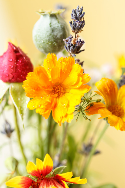 польові квіти
 - Фото, зображення