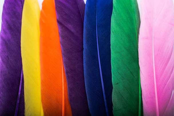 Studio shot photo of colored bird feathers as texture background - Φωτογραφία, εικόνα