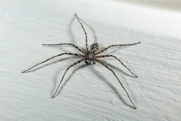 Beyaz boyalı yüzeye örümcek - Fotoğraf, Görsel