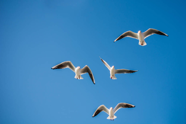 Gökyüzünde uçan martılar - Fotoğraf, Görsel