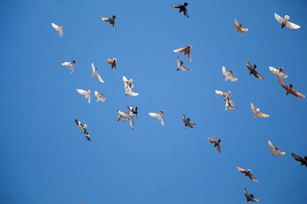 Удивительные птицы свободно летают в небе  - Фото, изображение