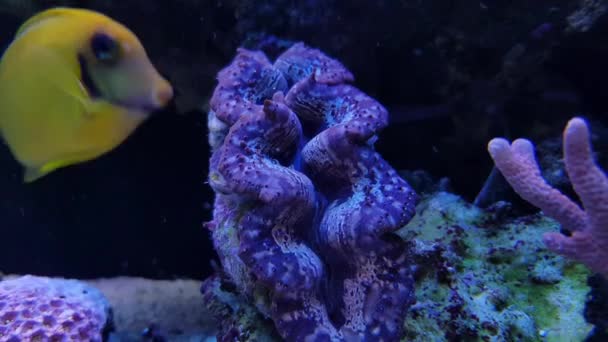 4 k wideo klip Tridacna Maxima clam w tank aqaurium rafy koralowej  - Materiał filmowy, wideo