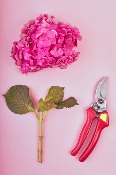 Flat lay of feminine of Beautiful floral background. Flat-lay of pink hydrangea with pruners on rose background, top view, copy space greeting card - Fotografie, Obrázek