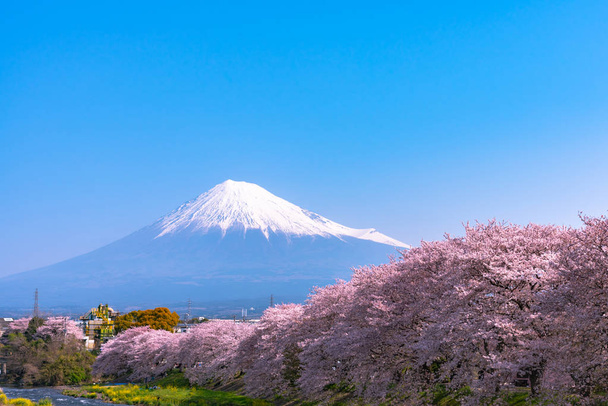 Monte Fuji (Mt. Fuji) con flor completa hermosas flores de cerezo rosa (sakura) en primavera día soleado con fondo natural cielo azul
 - Foto, imagen