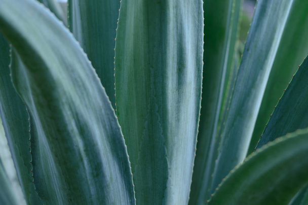 Agave plant from Mexico for decoration or tequila production. - Fotografie, Obrázek
