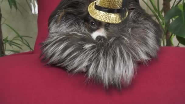 Σκυλί Papillon σε ένα όμορφο κοστούμι σε ένα γούνινο παλτό και ένα καπέλο συναυλία με πεταλούδα καταργείται το κλιπ Χρηματιστήριο πλάνα βίντεο - Πλάνα, βίντεο