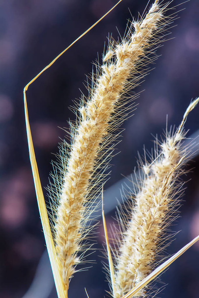 Pennisetum pedicellatum is a grass one type. The grass species are important food sources for livestock. - Photo, Image