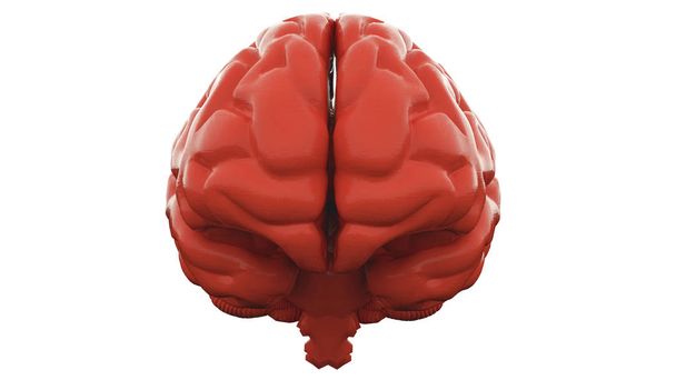 白い背景のオレンジ人間の脳。解剖学的モデル、3 d イラストレーション. - 写真・画像