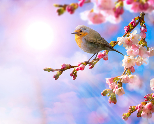 abstrakte Frühlingsrand Hintergrund mit rosa Blüte - Foto, Bild