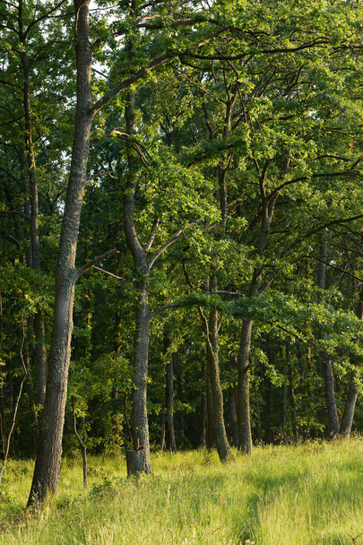 European oak forest - Fotoğraf, Görsel
