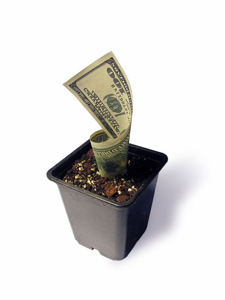 A dollar growing in a flowerpot - Фото, зображення
