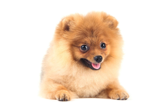 Pomeranian dog isolated on white background - 写真・画像