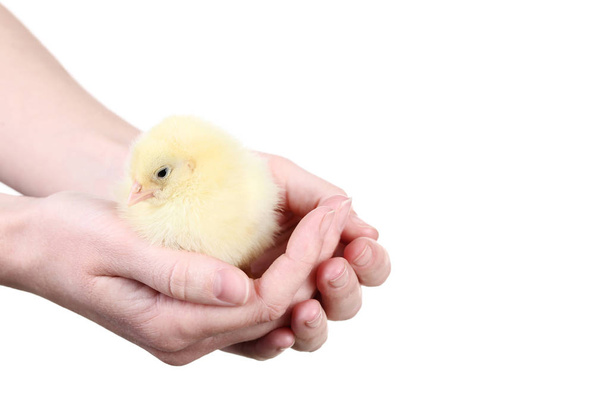 Female hands holding little chick on white background - Фото, изображение