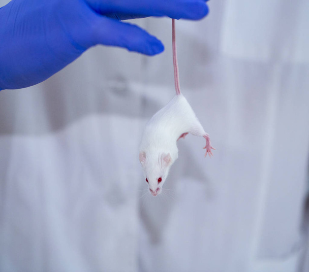 model white mouse in blue gloves, medical research - Fotoğraf, Görsel