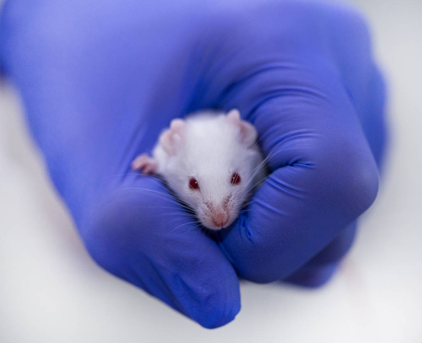 το ποντίκι μοντέλο λευκό σε μπλε γάντια, ιατρική έρευνα - Φωτογραφία, εικόνα