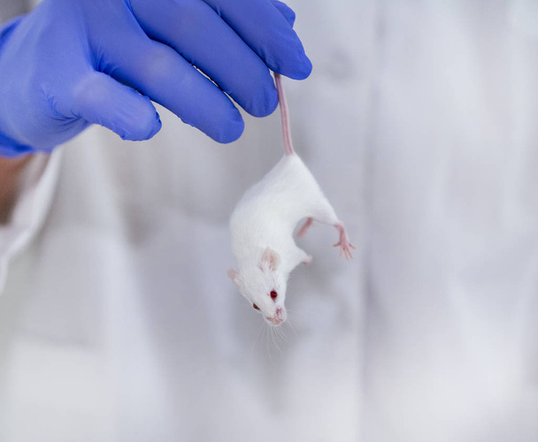 modelu bílá myš v modré rukavice, lékařský výzkum - Fotografie, Obrázek