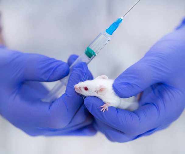 Modell weiße Maus in blauen Handschuhen, medizinische Forschung - Foto, Bild