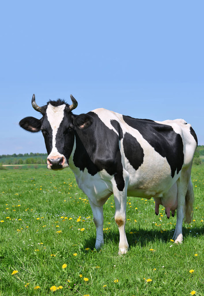 Vaca en un pasto de verano - Foto, Imagen