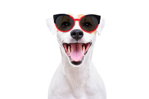 Portrait of a cheerful dog Jack Russell Terrier in sunglasses isolated on white background - Foto, Imagem