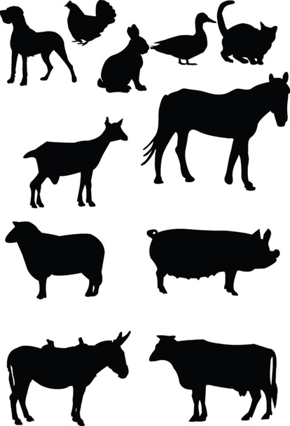 Domestics animal - Vector, Image