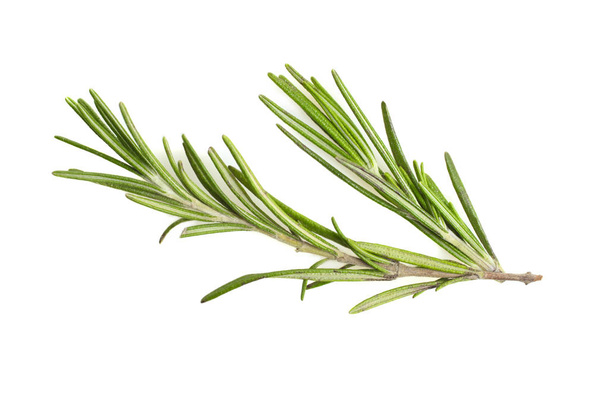 Fresh green rosemary sprig isolated on white. Concept medicine. - Photo, Image