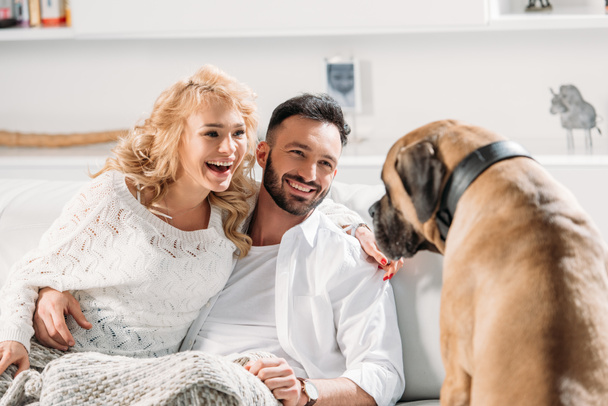 Excited couple looking at dog with sincere smile - Fotoğraf, Görsel