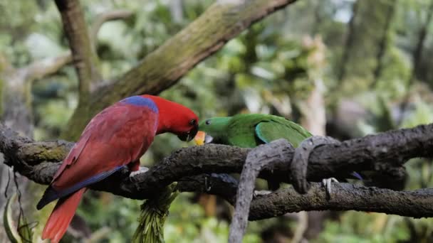 Birbirimizi besleme iki büyük renkli papağan. Dal üzerinde oturan - Video, Çekim