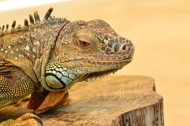 Retrato de cerca de una iguana
  - Foto, Imagen