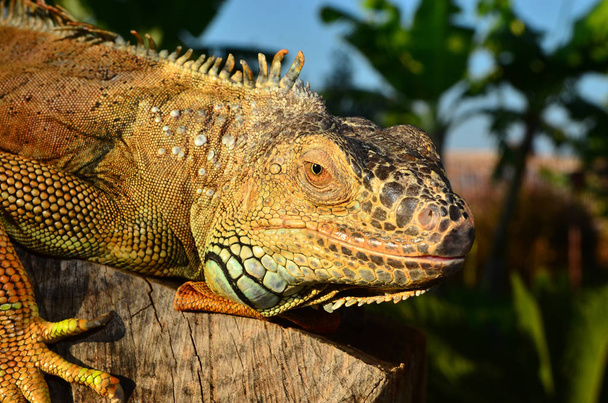 Retrato de cerca de una iguana
  - Foto, imagen