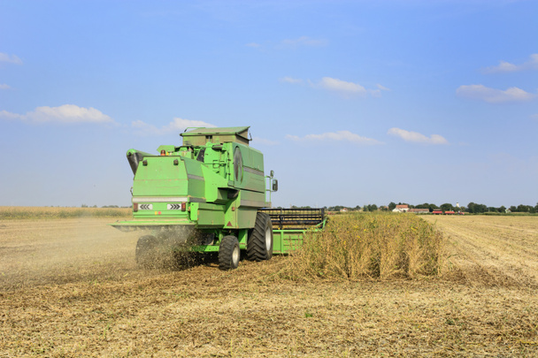 Harvester working in the field of soybeans in a nice and sunny day. - Photo, Image