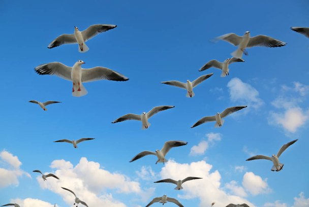 Птахи літають в хмарах. Чайки літати на пляжі в Дубаї. Чайки на тлі неба і хмар - Фото, зображення