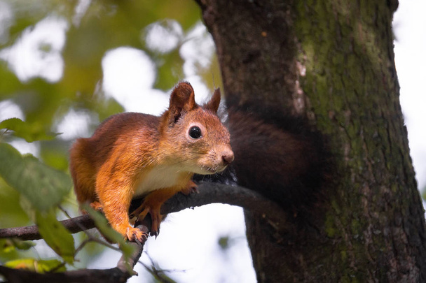 squirrel sitting on a branch in the Park - Zdjęcie, obraz