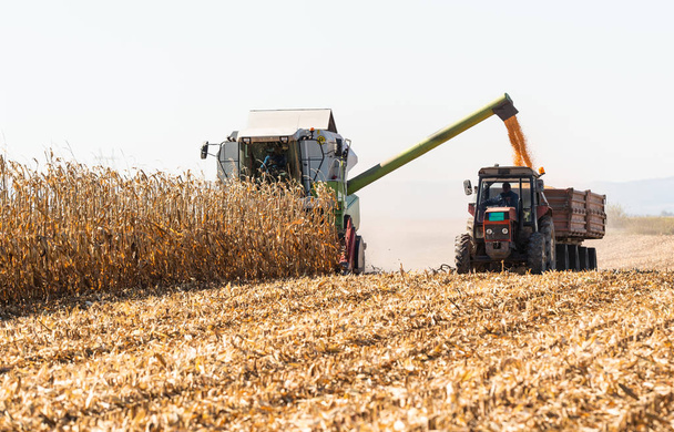 Nalévání zrna kukuřice do přívěsu traktoru po sklizni na poli  - Fotografie, Obrázek
