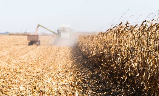 Harvesting of corn fields with combine - Photo, Image