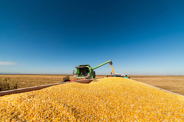 Verter grano de maíz en el remolque tractor después de la cosecha en el campo
  - Foto, imagen