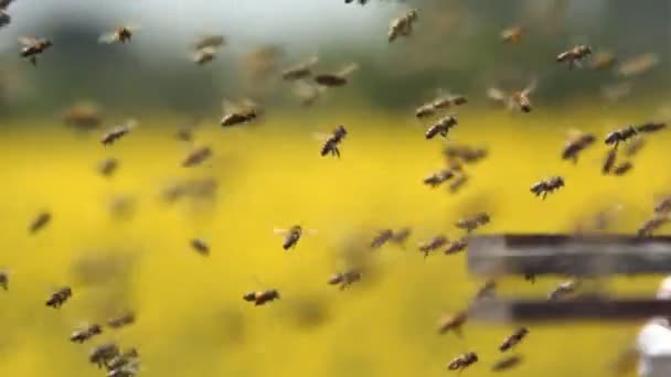 Swarm of bees at the entrance of beehive in slow motion - Filmagem, Vídeo