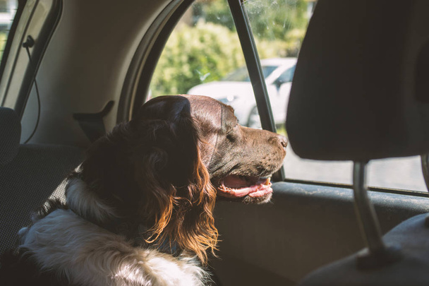 Cazador de perros en un coche en un día soleado
 - Foto, Imagen