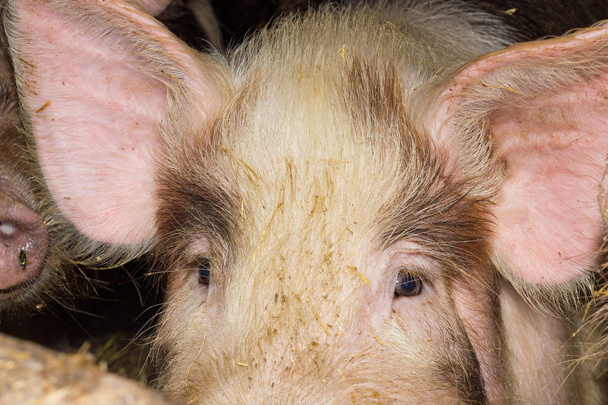 Landbouw. volwassen rasechte varken op een vee-boerderij - Foto, afbeelding