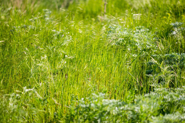 Nahaufnahme von grünem Wiesengras mit Sonnenlicht - Foto, Bild