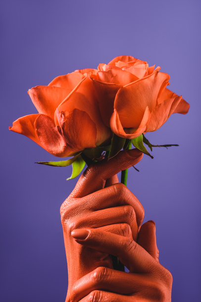 partial view of woman with coral colored hands holding coral roses on violet background, color of 2019 concept - Photo, Image