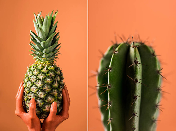 selektiver Fokus von grünem Kaktus und partielle Ansicht farbiger weiblicher Hände mit Ananasfrüchten auf geteiltem Korallenhintergrund, Farbe des Konzepts 2019 - Foto, Bild