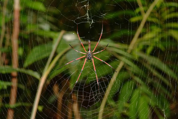 αράχνη με την ιστός αράχνης - Φωτογραφία, εικόνα