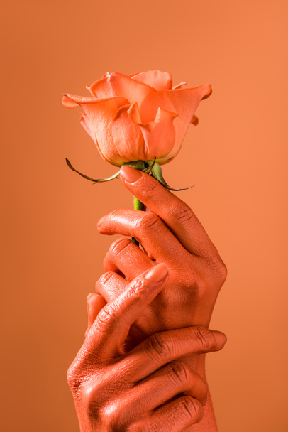 partial view of female holding coral rose flower on coral background, color of 2019 concept - Photo, Image