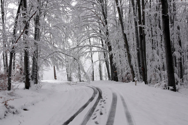 Zasněžené zimní les. Mokrý sníh lpění na větve stromů. Krásná bílá zimní pohádka. Auto Stop ve sněhu. - Fotografie, Obrázek