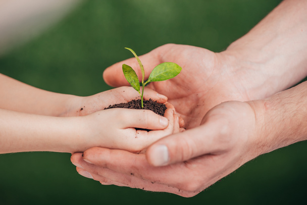 cropped view of man holding child hands with young plant on blurred background, earth day concept - Photo, Image