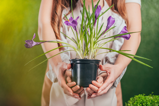 partial view of woman and child holding flower pot with blossoming crocus on blurred background, earth day concept - Photo, Image