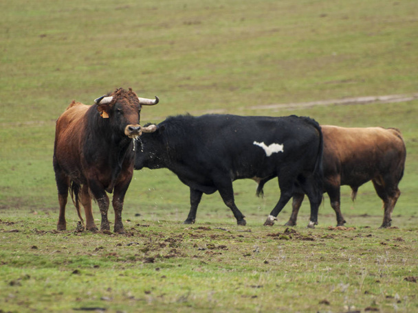 Brave bulls on the pasture in Spain at summertime - Photo, Image
