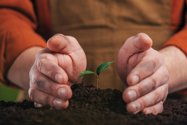 selective focus of man planting young green plant, earth day concept - Foto, afbeelding